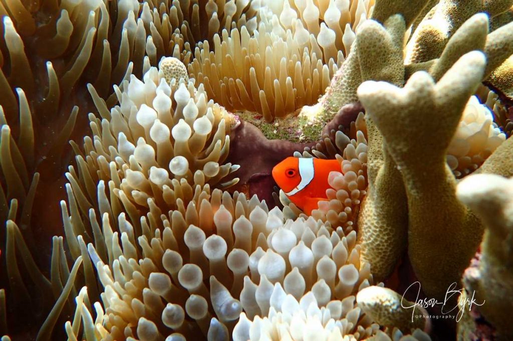 Scuba diver
