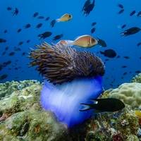 Diving